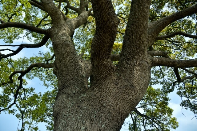 茶色の効果は？